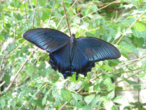 c0179351_20215629.jpg