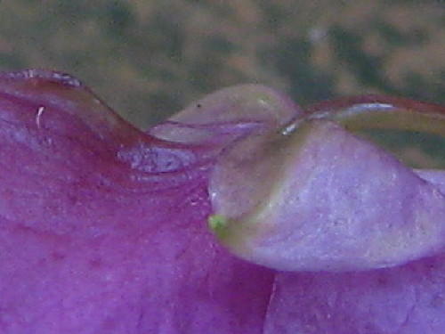 c0179351_2074738.jpg