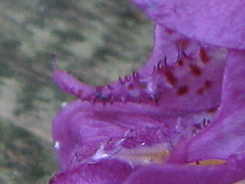 c0179351_2082332.jpg