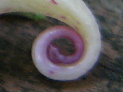 c0179351_2085371.jpg