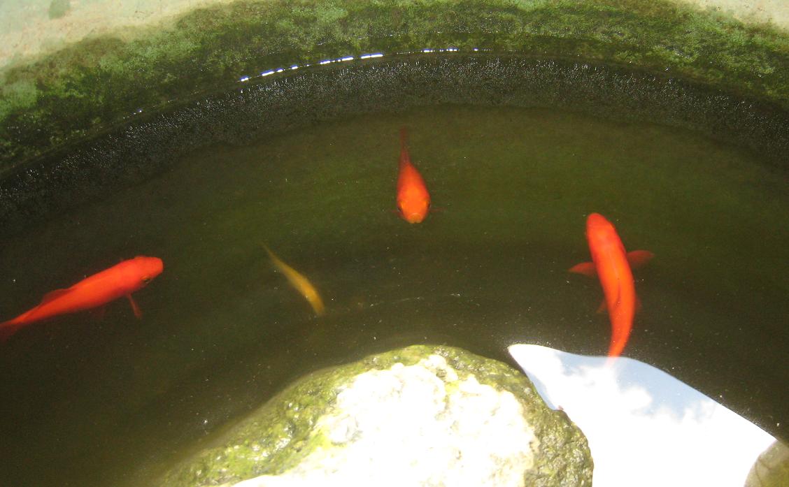 金魚_f0205367_1553646.jpg