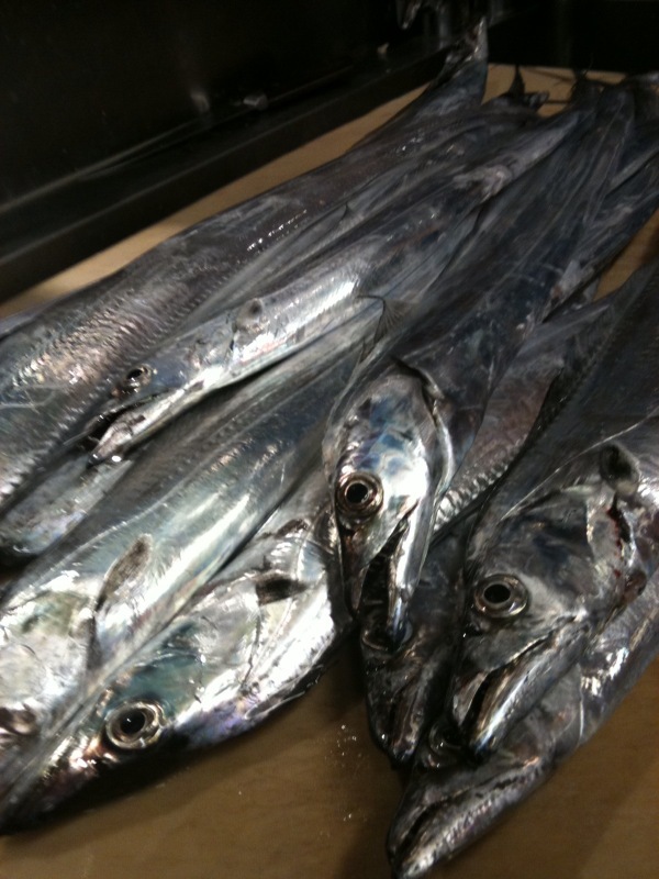 太刀魚_b0162386_3192670.jpg