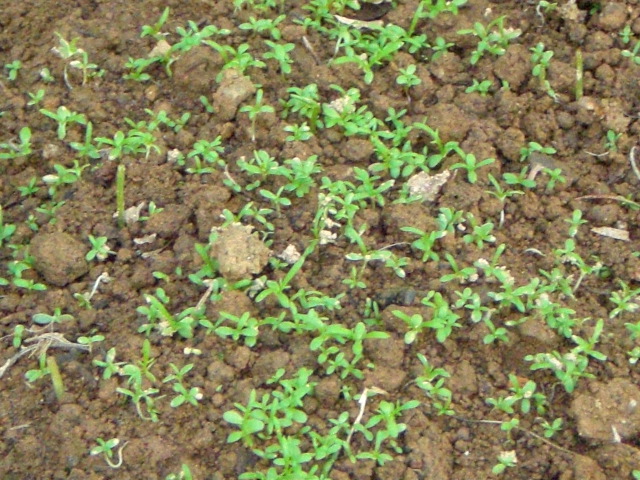 c0099395_16235050.jpg