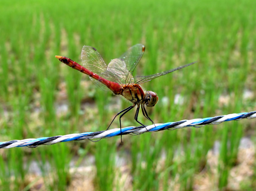 アキアカネ_b0145296_7165869.jpg