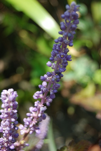 c0124100_0314285.jpg