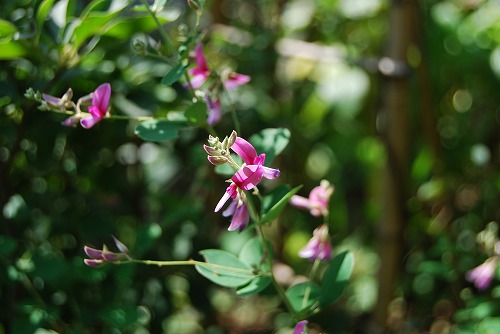 c0124100_0322469.jpg