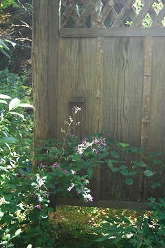 c0124100_2159202.jpg