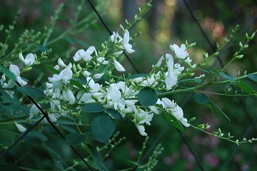 c0124100_224568.jpg