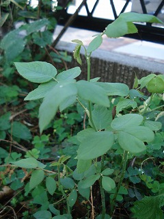 b0199304_23132543.jpg