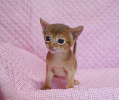 アビシニアン 家族募集・生後3週目ルディちゃん レッドちゃん_e0033609_8455577.jpg