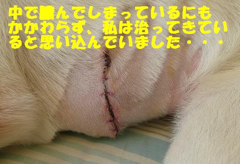 災い転じて・・・?_f0121712_1053479.jpg