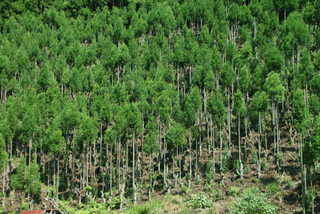 中川町 北山杉の里_e0048413_2113357.jpg