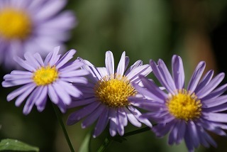 f0170524_12434324.jpg