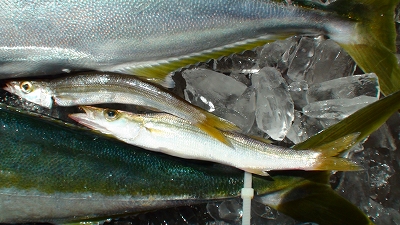 a0132631_18341715.jpg