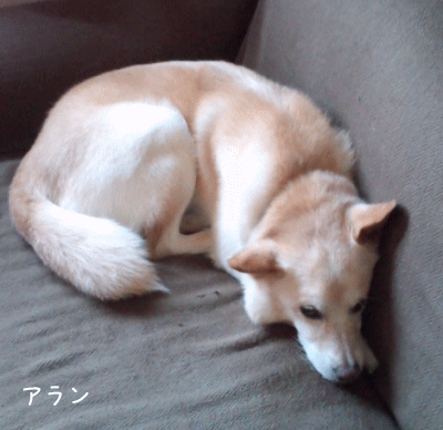a0166338_1217970.gif