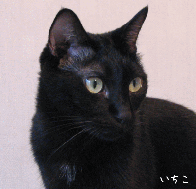 a0166338_12251715.gif