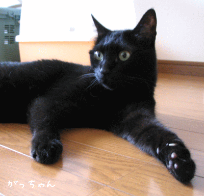 a0166338_1229127.gif