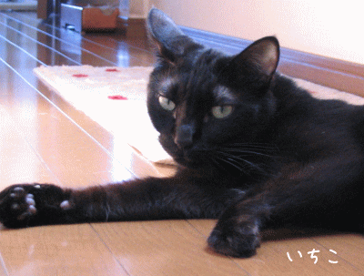 a0166338_1239414.gif