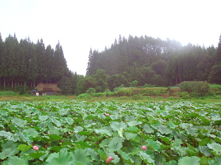 c0152842_965230.jpg