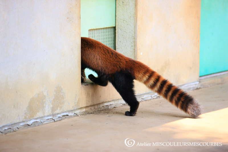 苦しい　と　レッサーパンダ　と　めくるめく_e0194450_77147.jpg