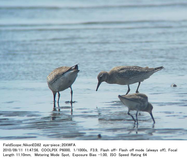 2010.9.11(2) ふなばし三番瀬海浜公園_c0062451_1710491.jpg