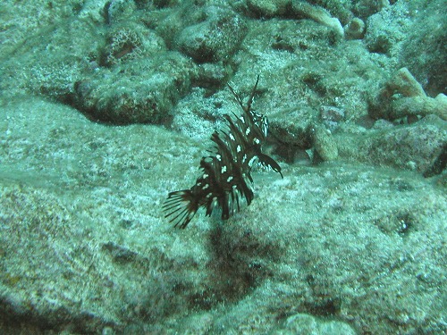 c0180460_2337246.jpg