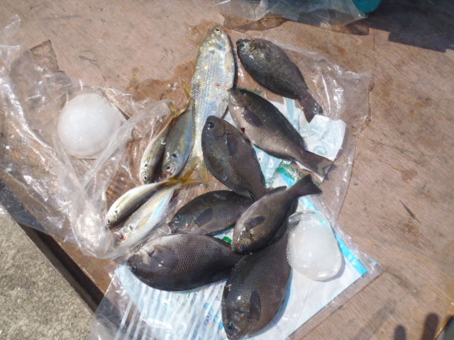 久々の釣果情報_a0077071_16245084.jpg