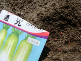 秋野菜シーズン突入！_d0182075_17463320.jpg