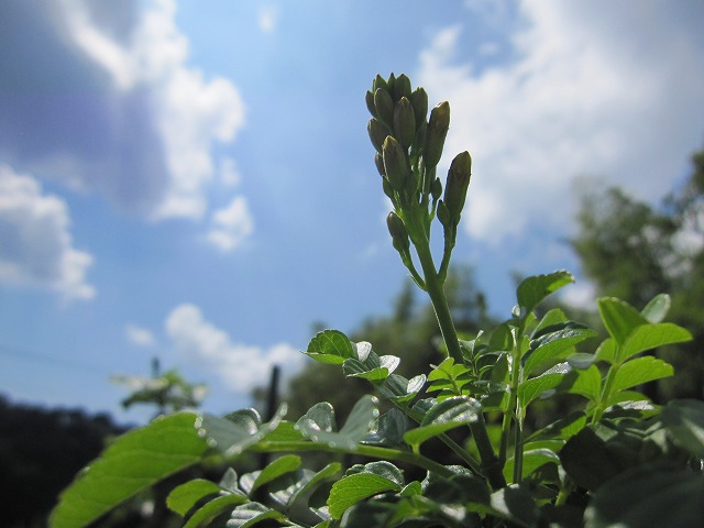 b0182884_2240549.jpg