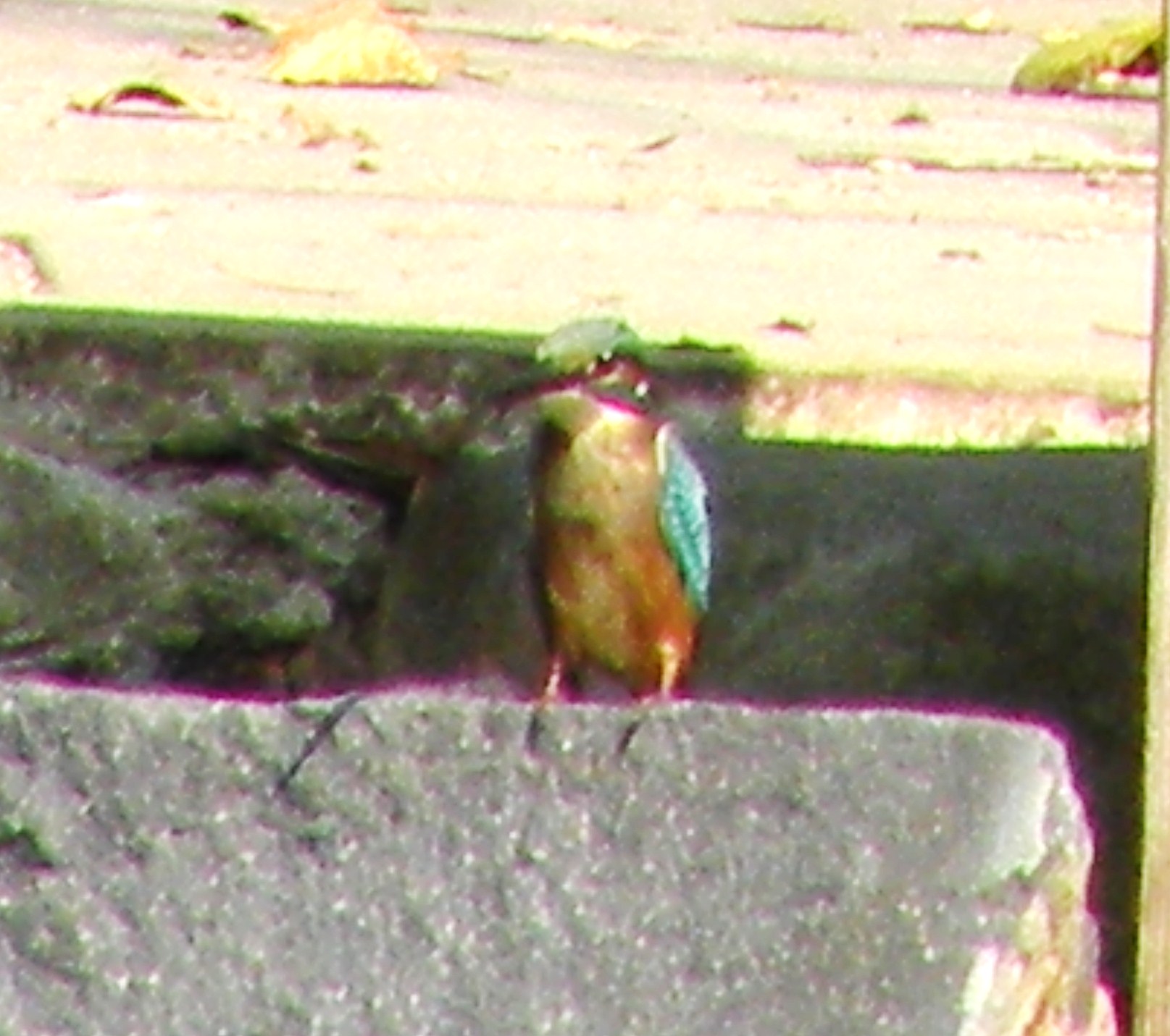 e0197884_212041.jpg