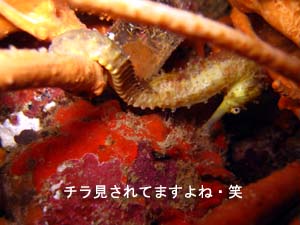 リベンジ、ピピオーバーナイト♪_f0144385_20373542.jpg