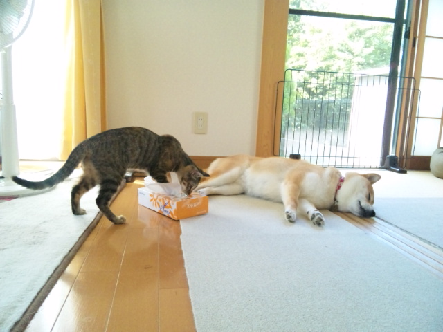 つーちゃんにやられた!_a0126590_16374650.jpg