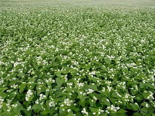 蕎麦の花_f0126896_2332457.jpg