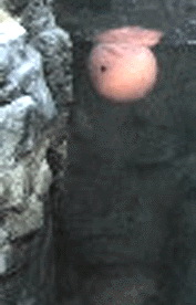 e0103408_1364097.gif