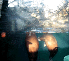 e0103408_1365495.gif