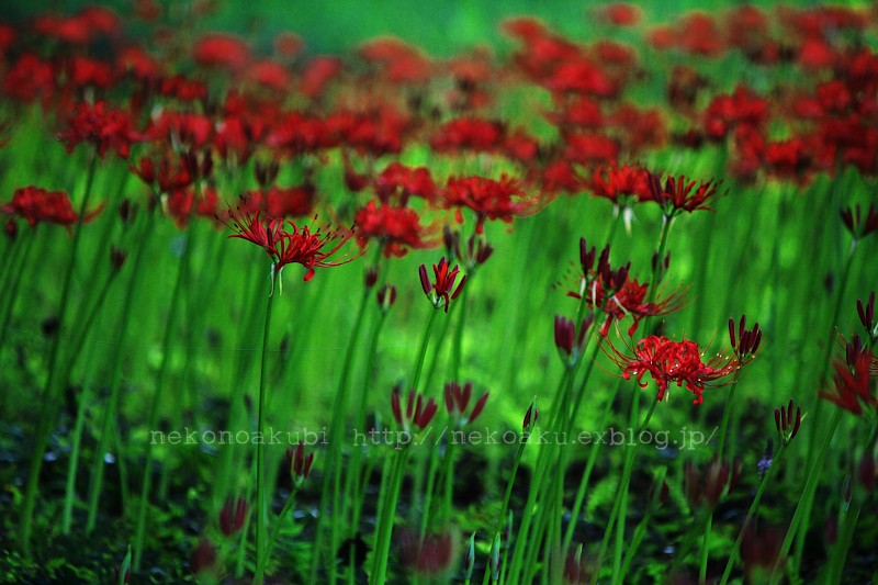 天上の花　2010　　大分県竹田市_b0003512_7315035.jpg