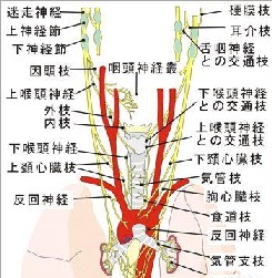 咳嗽と嗄声_e0097212_812620.jpg