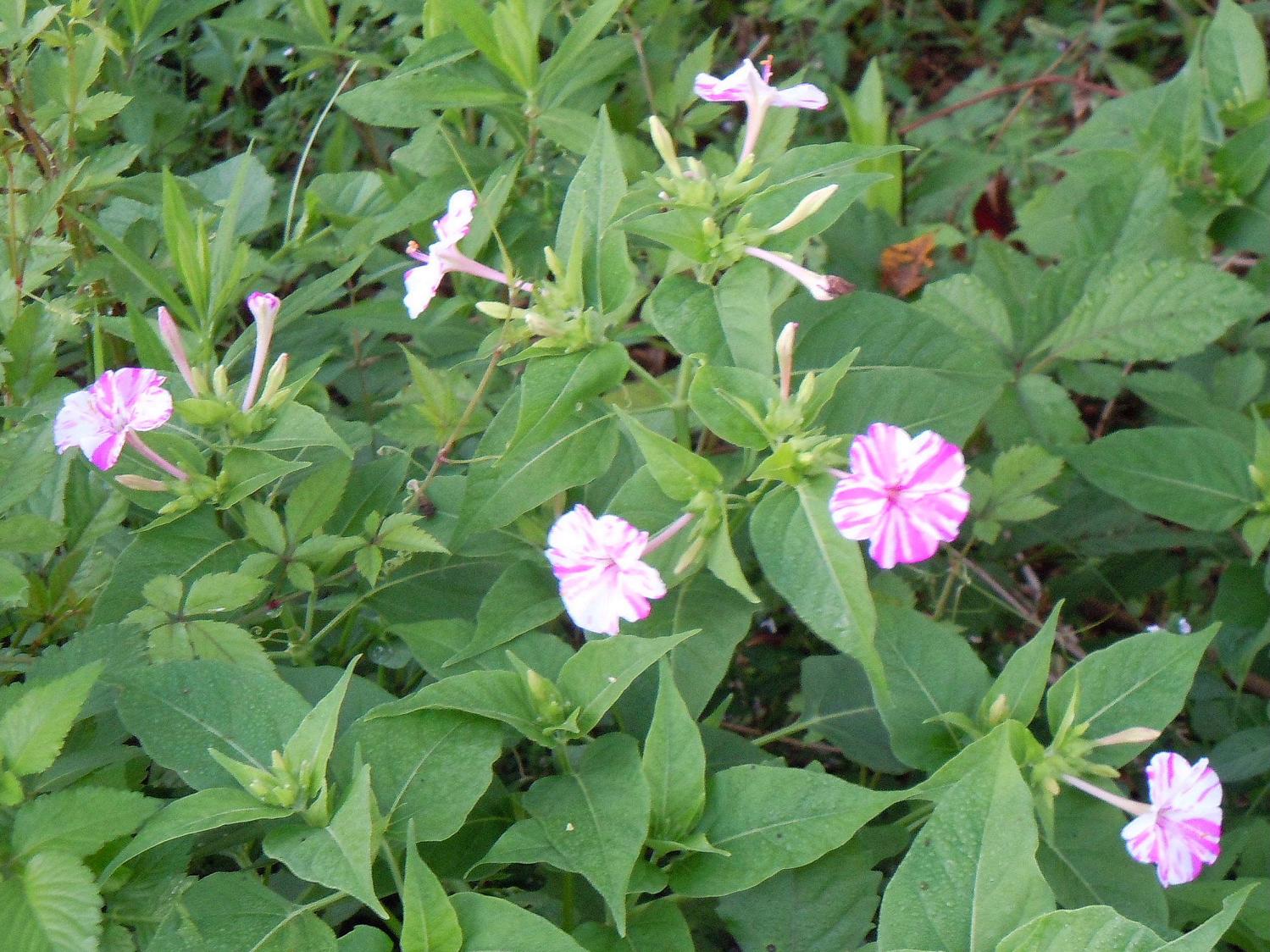白粉花 オシロイバナ 椿壽菴だより 白粉花 オシロイバナ 椿壽菴だより