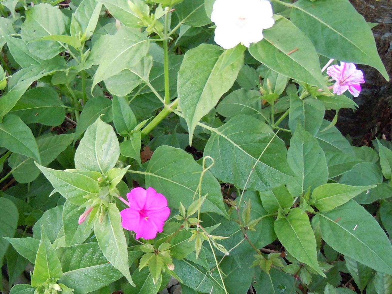 白粉花 オシロイバナ 椿壽菴だより