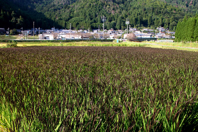 静原の黒米_e0048413_20365712.jpg