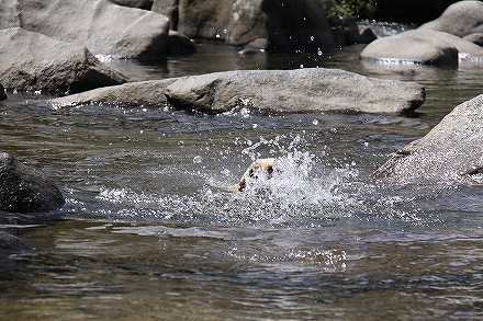 香嵐渓で川遊び_f0191413_10373331.jpg