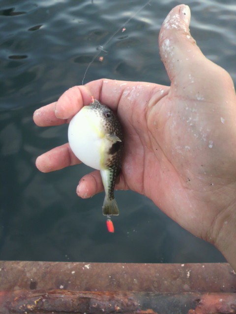 ざっくり釣り_e0173533_1430862.jpg
