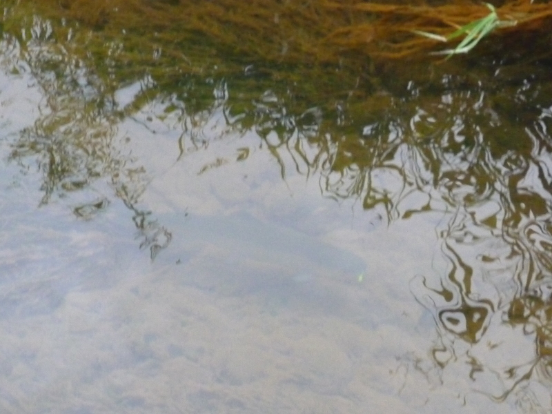 ざっくり釣り_e0173533_144350100.jpg