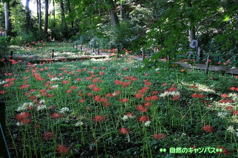 e0052135_20481412.jpg