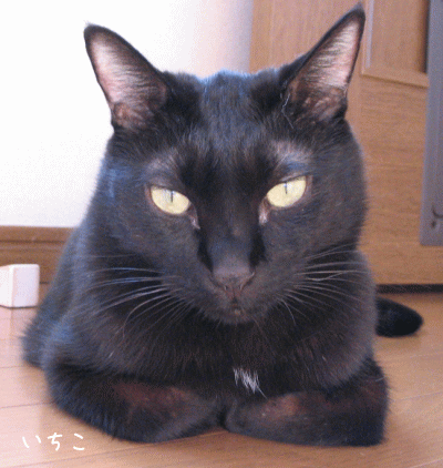 a0166338_15422187.gif