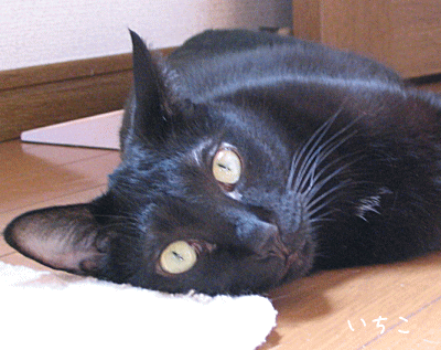 a0166338_15423786.gif