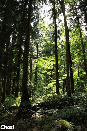 戸隠神社　奥社（その２）_c0004750_2091248.jpg