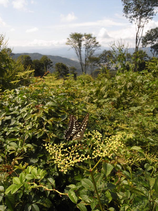 c0045352_224585.jpg