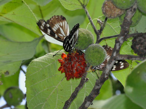 c0045352_22461790.jpg