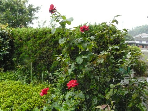 c0205169_09157.jpg